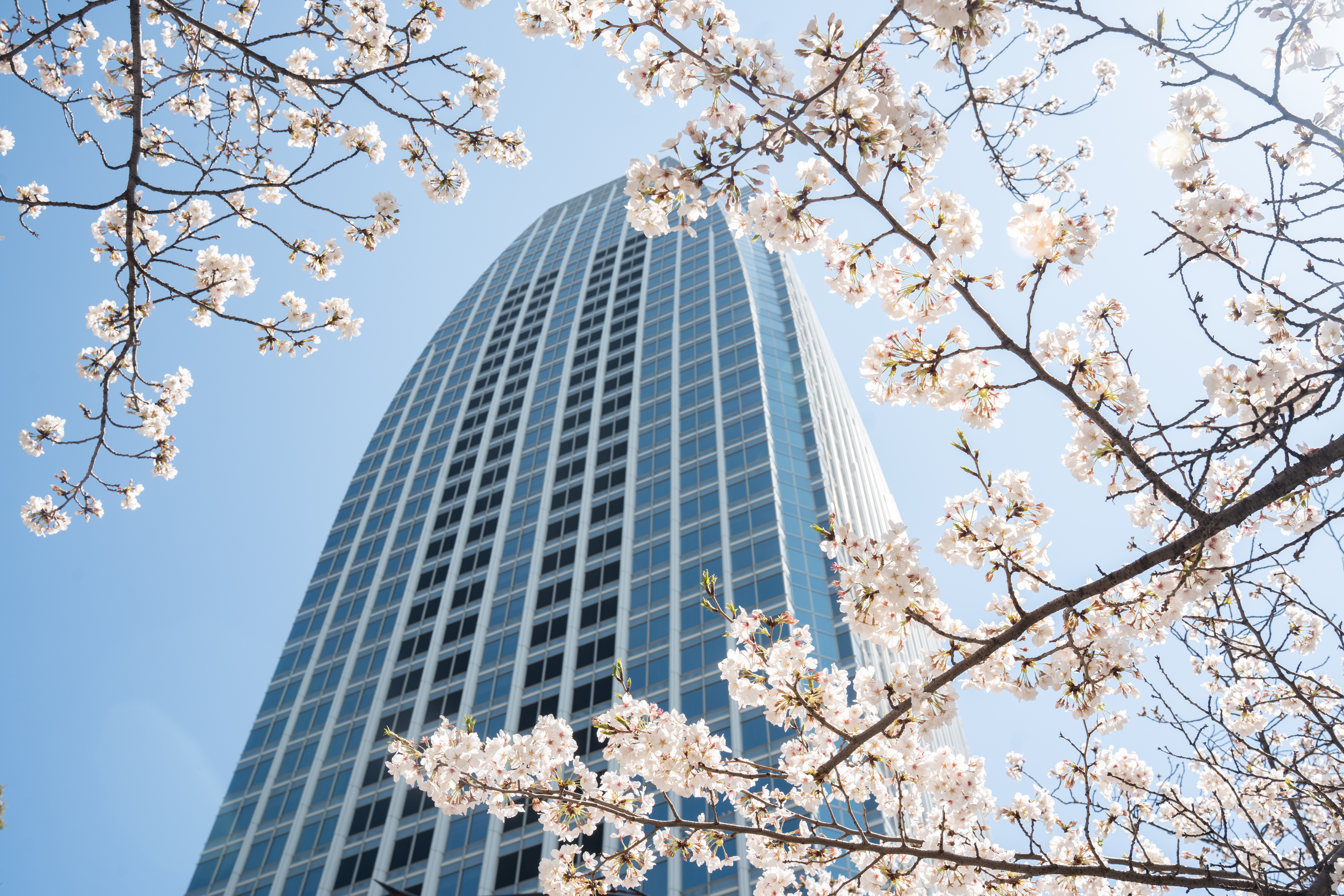 Atago Green Hills Sakura