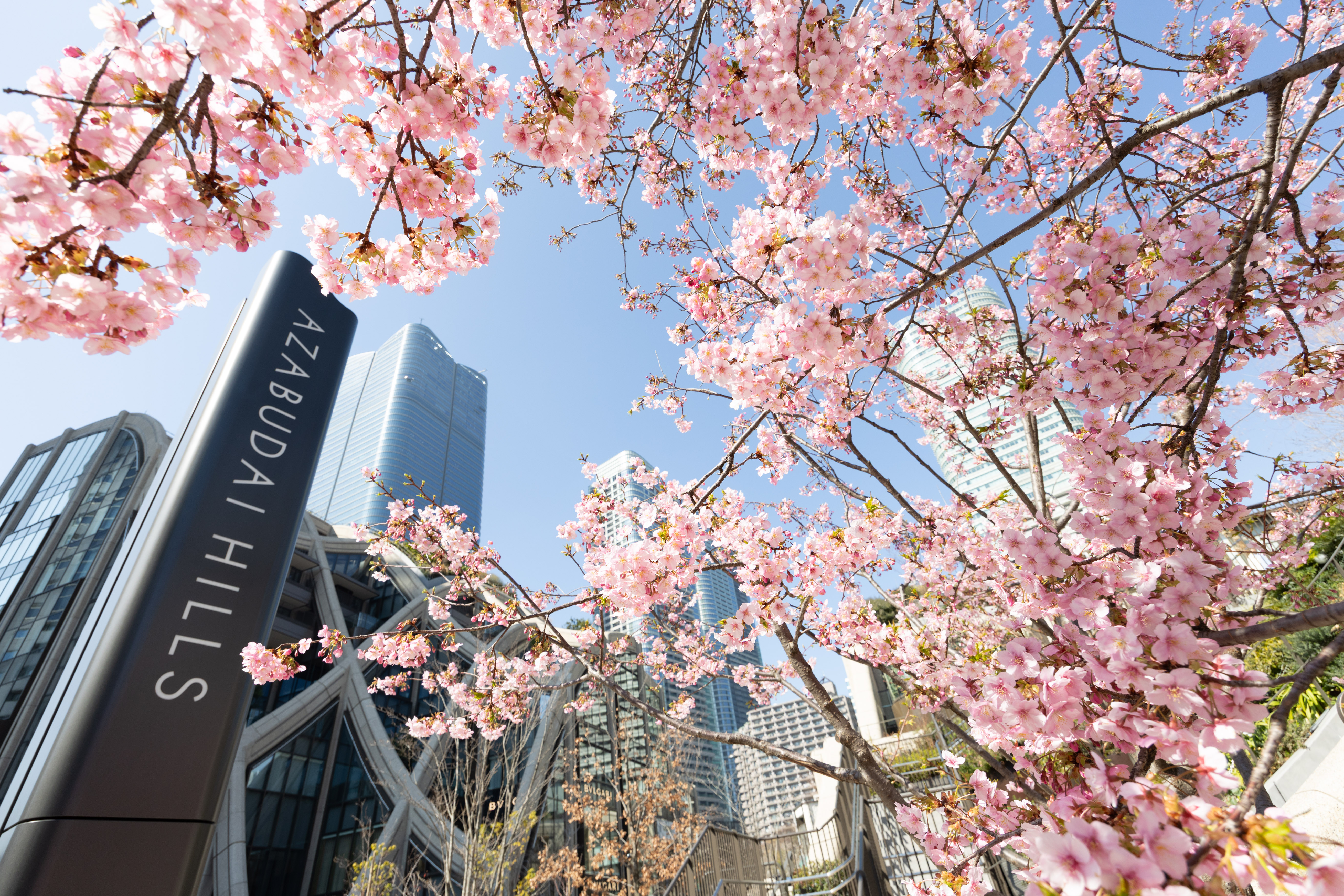 Azabudai Hills Sakura